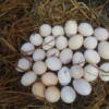 Albany Gamefowl eggs for sale