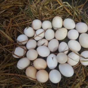 ayam cemani hatching eggs for sale (copy)