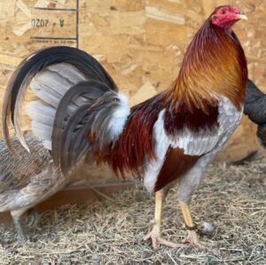 blue grey gamefowl for sale