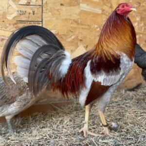 blue grey gamefowl for sale