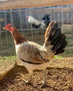 blueface hatch hens for sale