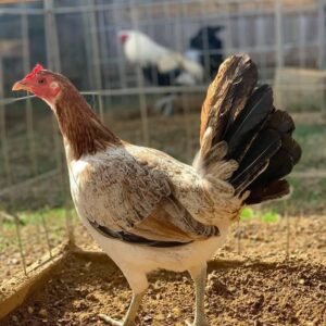 blueface hatch hens for sale