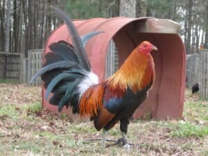 blueface hatch rooster for sale