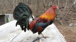 blueface hatch rooster for sale