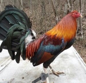 blueface hatch rooster for sale