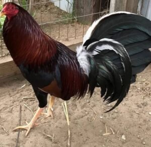 pure kelso stag (copy)