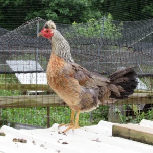 buy madigan claret hatching eggs (copy)