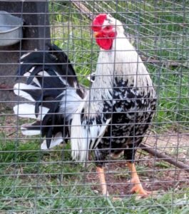 ginn grey toppy roosters for sale