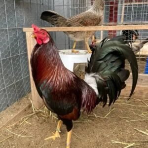 white kelso stag (copy)