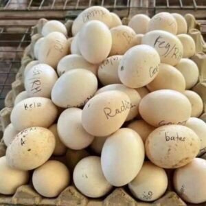 lacy roundhead hatching eggs