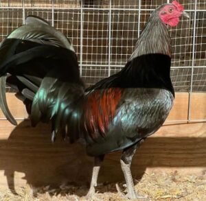 mcrae game fowl for sale