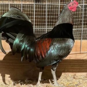 mcrae game fowl for sale