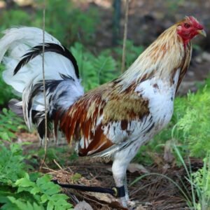 ginn grey toppy roosters for sale (copy)