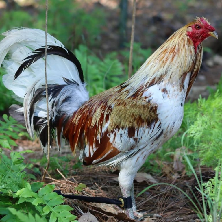 ginn grey toppy roosters for sale (copy)