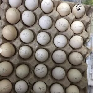 blue mug hatching eggs for sale