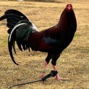 cardinal kelso stag (copy)