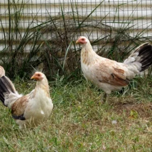 lacy roundhead hatching eggs (copy)