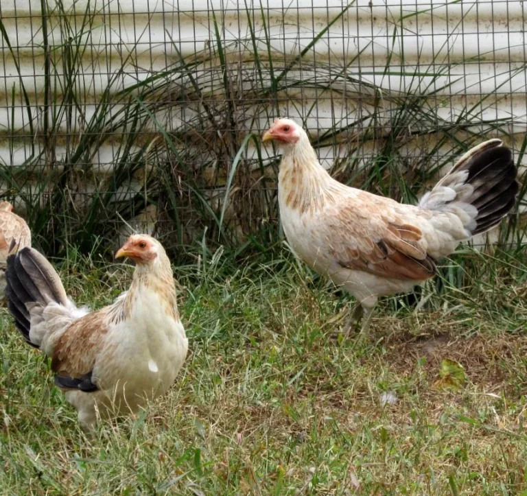 lacy roundhead hatching eggs (copy)