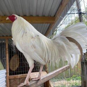 yellow leg kelso pair (copy)