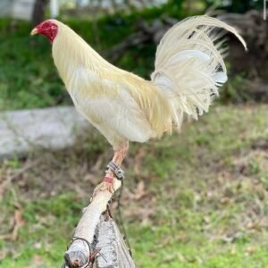 cardinal kelso cock (copy)