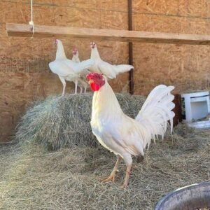 cardinal kelso trio (copy)