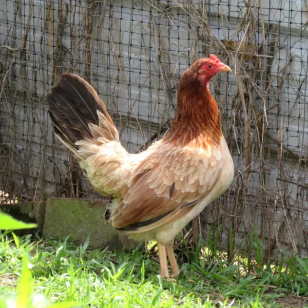 Yellow Leg Hatch Hatching Eggs - Quality Genetics, High Fertility Rates ...