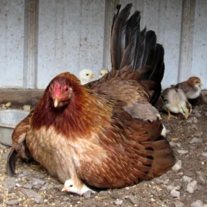 buy yellow leg hatch hatching eggs for sale