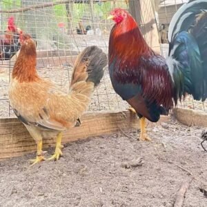 kelso cardinal pair (copy)