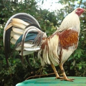 american gamefowl for sale
