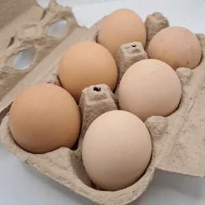 barred plymouth rock eggs for sale