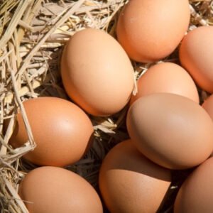 barred rock hatching eggs for sale