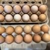 barred rock hatching eggs for sale