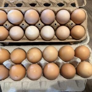 barred rock hatching eggs for sale