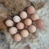 black australorp hatching eggs for sale
