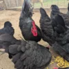 black australorp hatching eggs for sale
