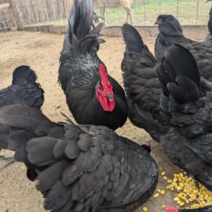 black australorp hatching eggs for sale