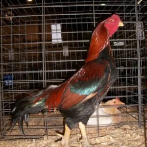 black breasted red aseel chicken