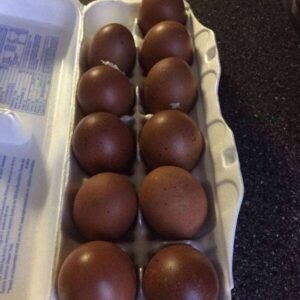 black copper marans eggs for sale