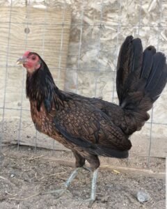 black hatch hens, gamefowl for sale
