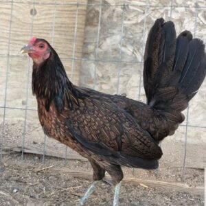 black hatch hens, gamefowl for sale
