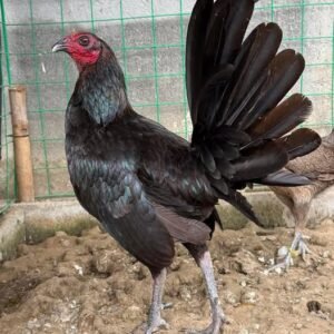 black hennie gamefowl for sale
