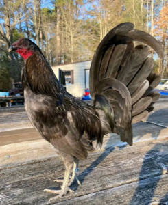 blue mug gamefowl for sale