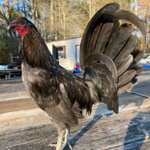 blue mug gamefowl for sale
