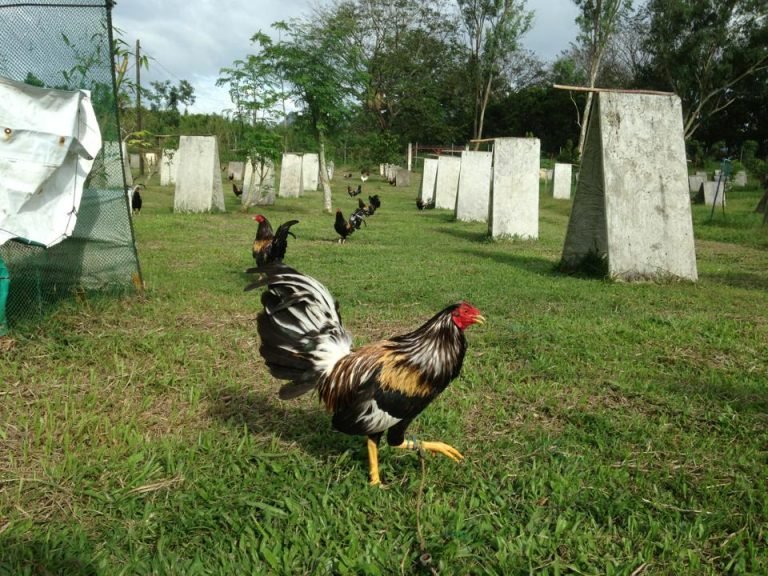 brassback butcher game fowl for sale