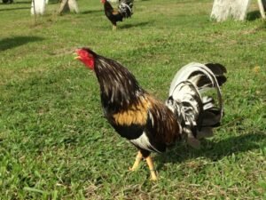 brassback butcher game fowl for sale