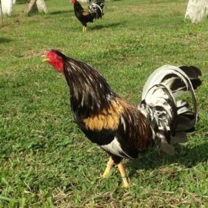 brassback butcher game fowl for sale