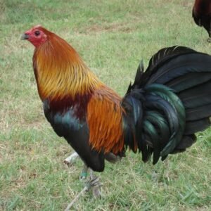 brown red gamefowl for sale