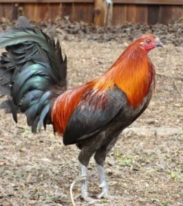 brown red gamefowl for sale