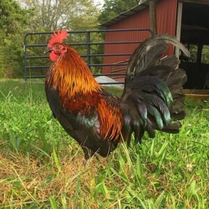 brown red gamefowl for sale