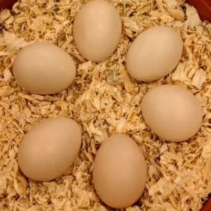 buff orpington eggs for sale
